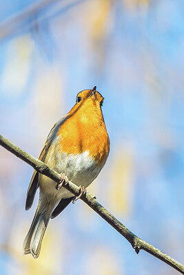 BUITEN BEELD Foto: 451693