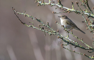 BUITEN BEELD Foto: 451696