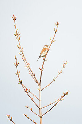 BUITEN BEELD Foto: 451697