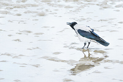 BUITEN BEELD Foto: 451700