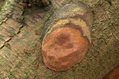 BUITEN BEELD Foto: 451706