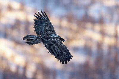 BUITEN BEELD Foto: 451713