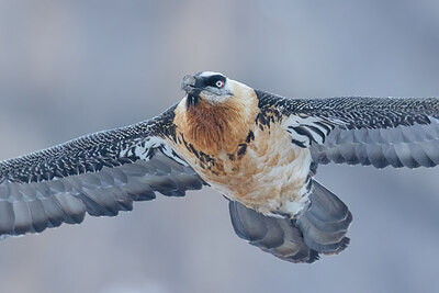 BUITEN BEELD Foto: 451714