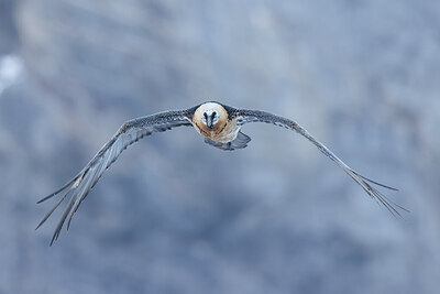 BUITEN BEELD Foto: 451715