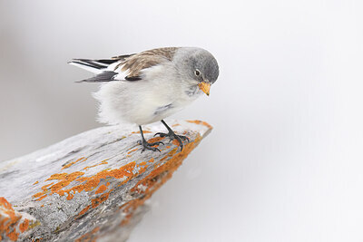 BUITEN BEELD Foto: 451725