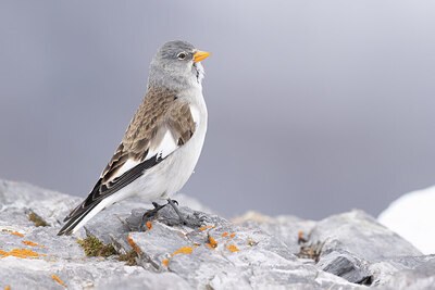 BUITEN BEELD Foto: 451727