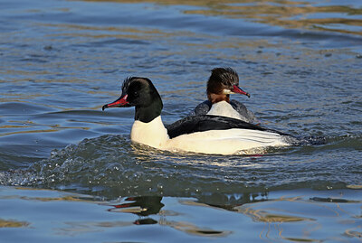 BUITEN BEELD Foto: 451728