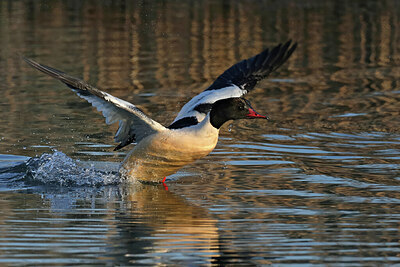 BUITEN BEELD Foto: 451729