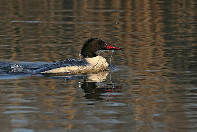 BUITEN BEELD Foto: 451730