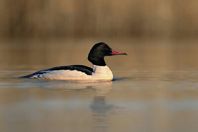 BUITEN BEELD Foto: 451731