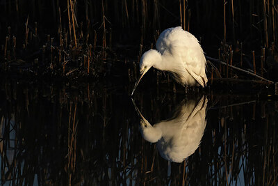 BUITEN BEELD Foto: 451733