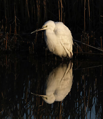 BUITEN BEELD Foto: 451734