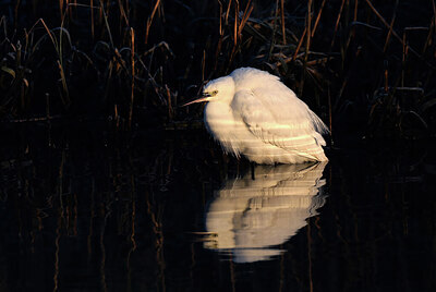 BUITEN BEELD Foto: 451735