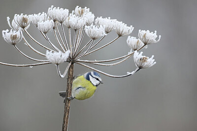 BUITEN BEELD Foto: 451737