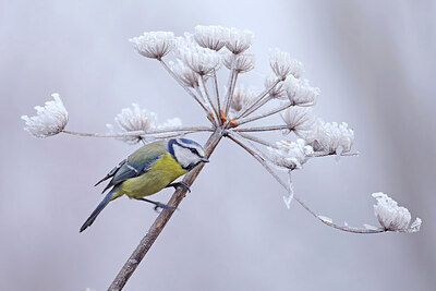 BUITEN BEELD Foto: 451738
