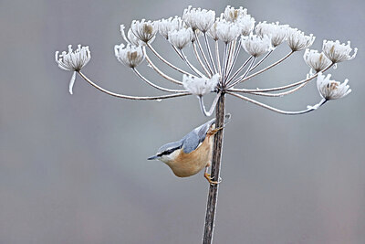 BUITEN BEELD Foto: 451739
