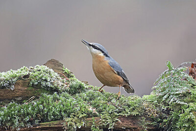 BUITEN BEELD Foto: 451740