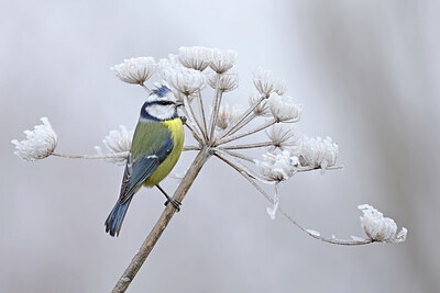 BUITEN BEELD Foto: 451741