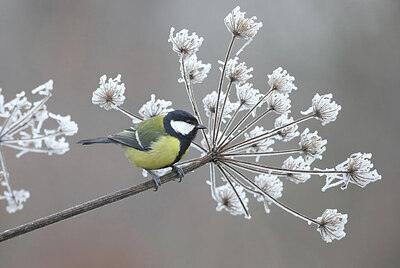 BUITEN BEELD Foto: 451742
