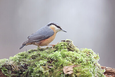 BUITEN BEELD Foto: 451744