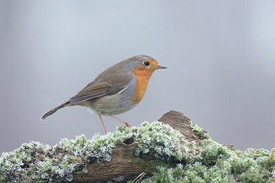 BUITEN BEELD Foto: 451745