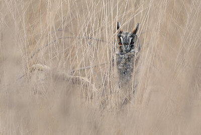 BUITEN BEELD Foto: 451748