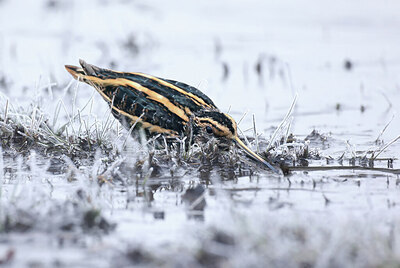 BUITEN BEELD Foto: 451752