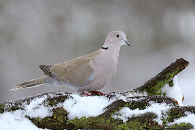 BUITEN BEELD Foto: 451753