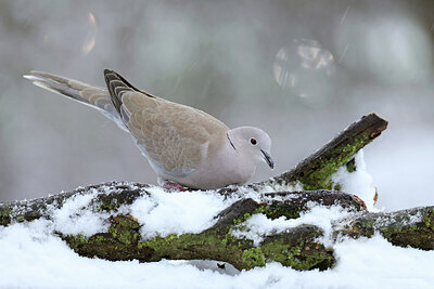BUITEN BEELD Foto: 451754