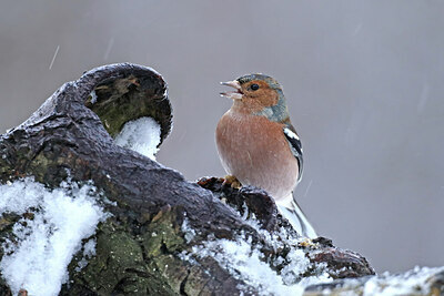 BUITEN BEELD Foto: 451755