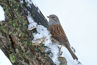 BUITEN BEELD Foto: 451760