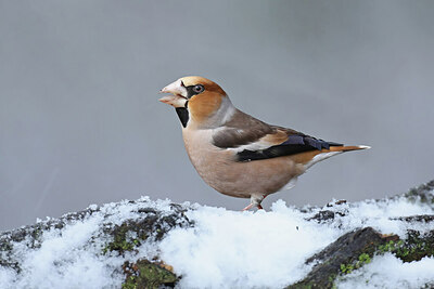 BUITEN BEELD Foto: 451761