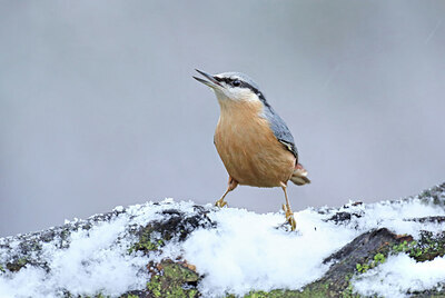 BUITEN BEELD Foto: 451762