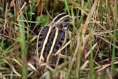 BUITEN BEELD Foto: 451764