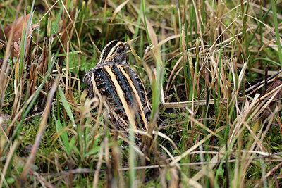 BUITEN BEELD Foto: 451765
