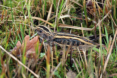 BUITEN BEELD Foto: 451766