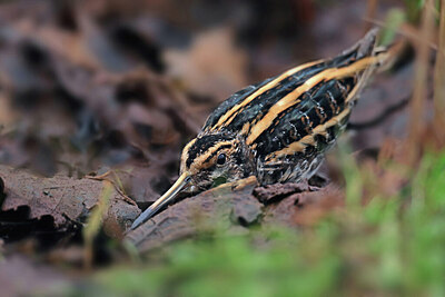 BUITEN BEELD Foto: 451771