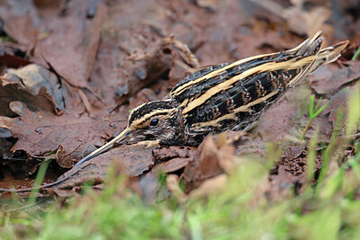 BUITEN BEELD Foto: 451775