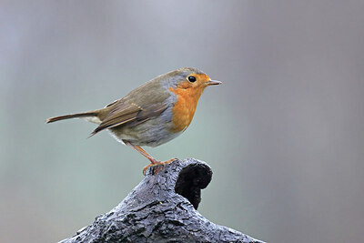 BUITEN BEELD Foto: 451778