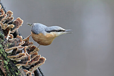 BUITEN BEELD Foto: 451780