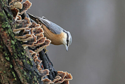BUITEN BEELD Foto: 451781