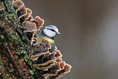 BUITEN BEELD Foto: 451785