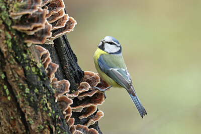 BUITEN BEELD Foto: 451789
