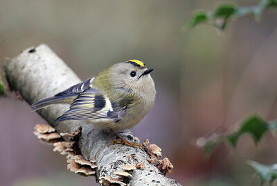 BUITEN BEELD Foto: 451805