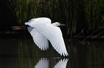 BUITEN BEELD Foto: 451816