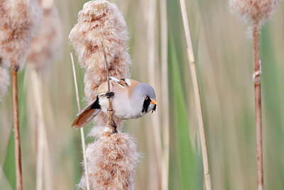 BUITEN BEELD Foto: 451824