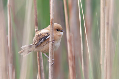BUITEN BEELD Foto: 451825