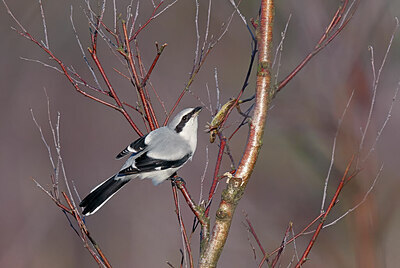 BUITEN BEELD Foto: 451826