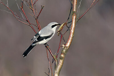 BUITEN BEELD Foto: 451827