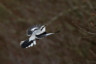 BUITEN BEELD Foto: 451828